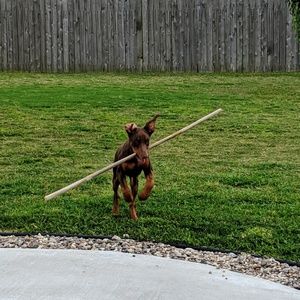 Meet your Posher, Wendy